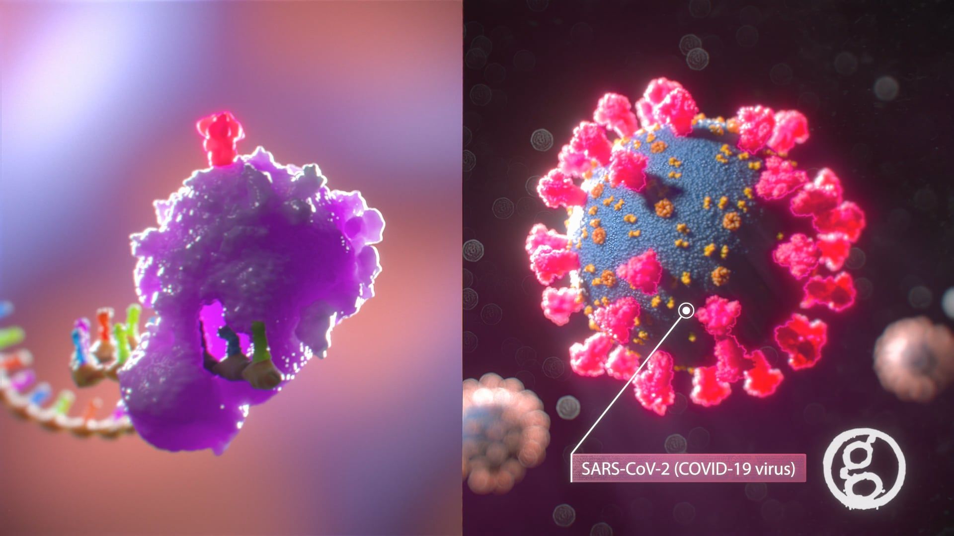 How the Covid mRNA Vaccine Works - Scientific Animation
